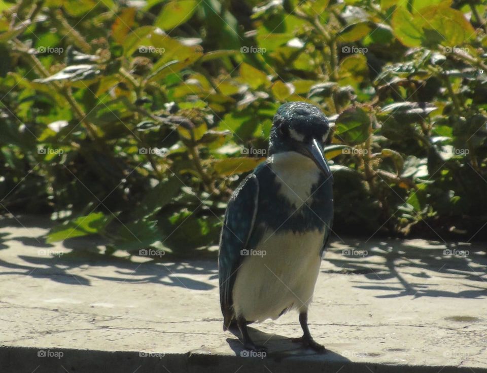 Small Blue Kingsher . The little one kingfisher for the surround than others. The kingfisher colour in blue to the back, wings, dorsal and that's white for the throat , and abdomen until the vent . Short tail for colour . Glading to the canals lake.