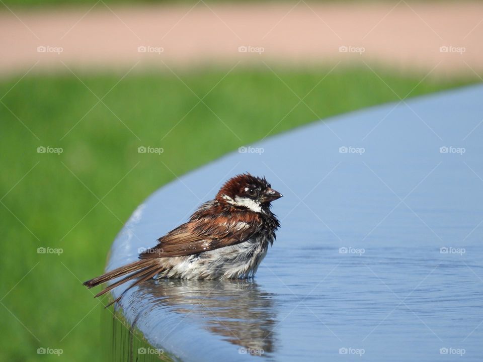 sparrow bathes in the city fountain