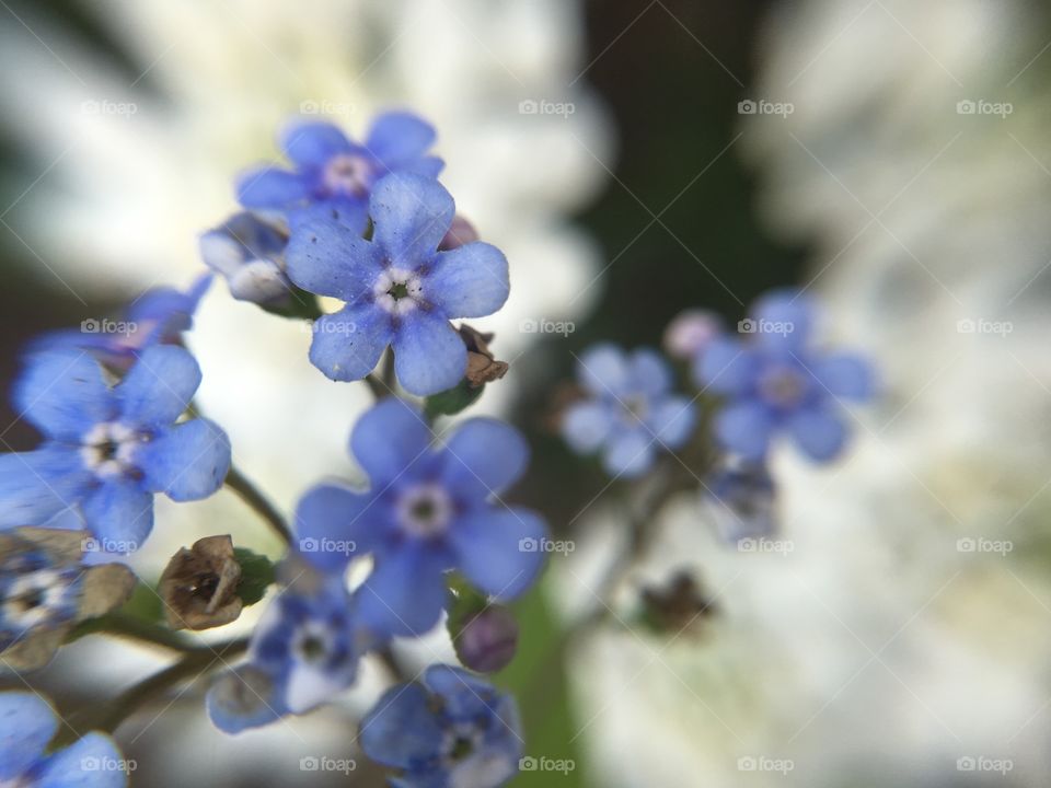 Tiny blue flowers 