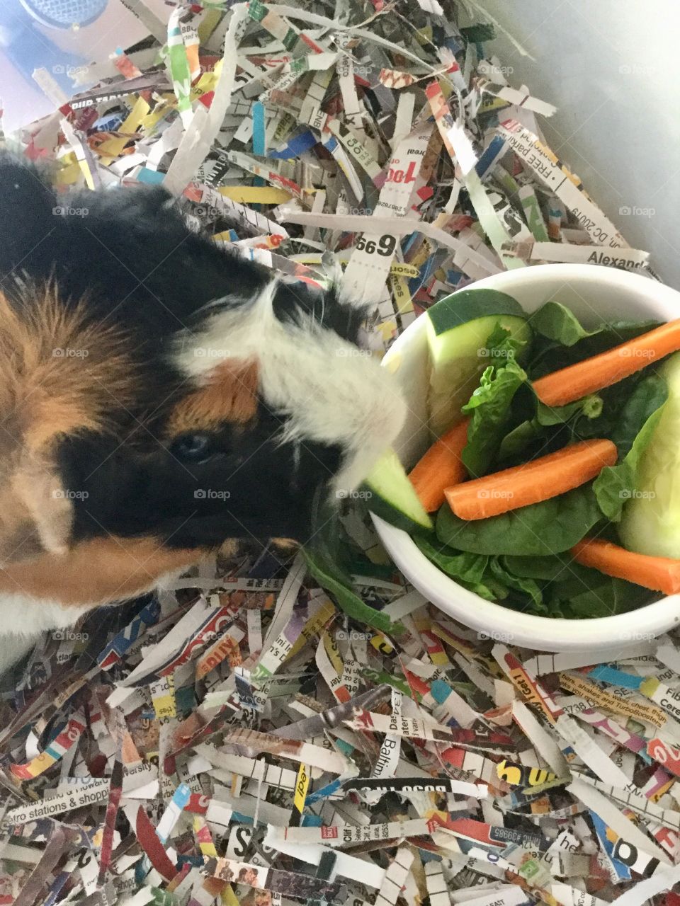 Garbage, Litter, Waste, Recycling, Trash