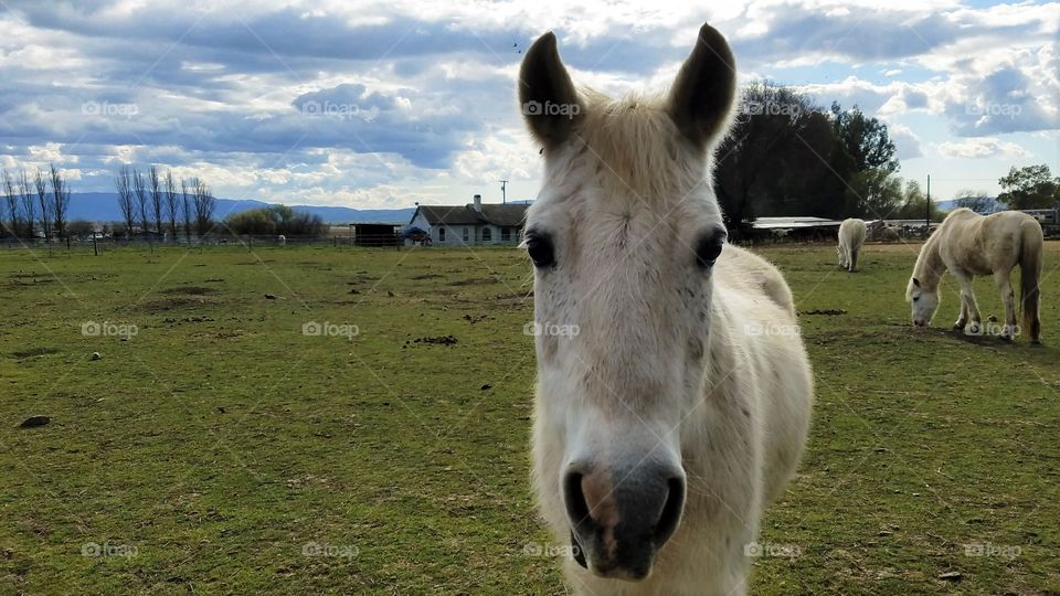 Cute Horse