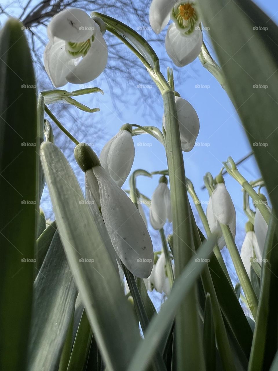 White flowers