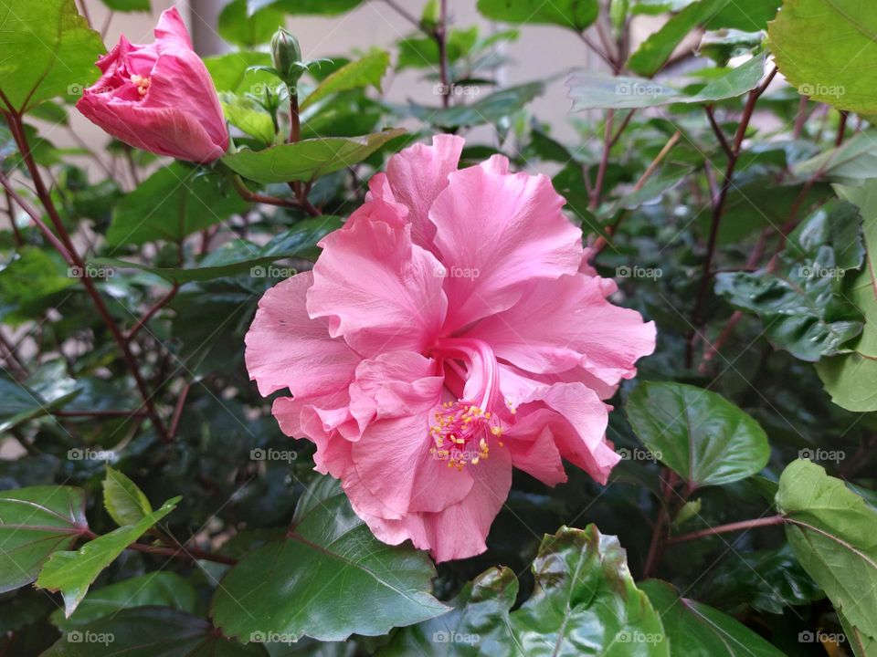 Pink peony flower