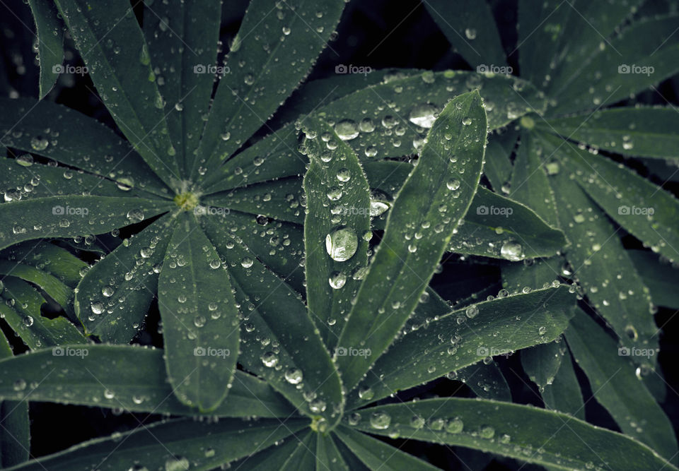 Raindrops on green plants