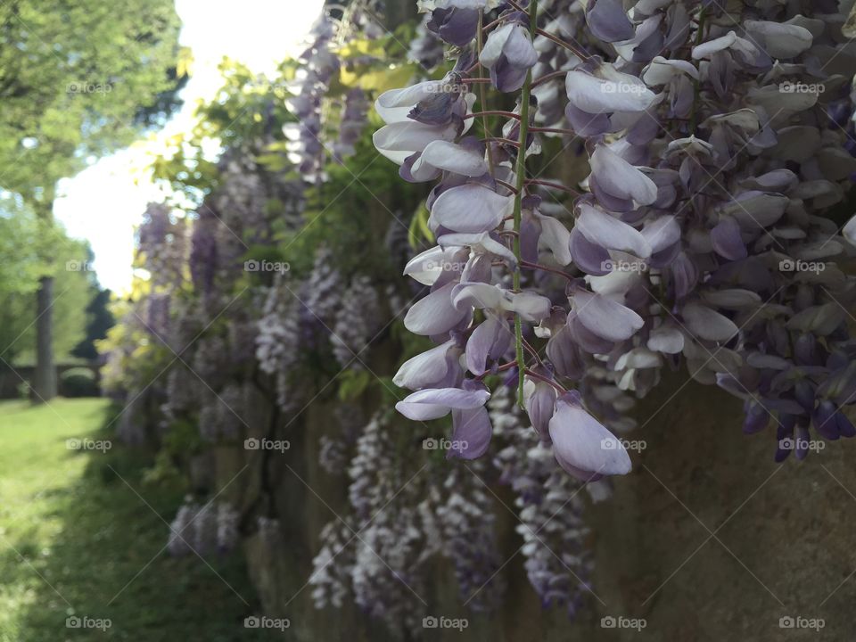 Mysterious Wisteria within the Protestant Cemetery. 