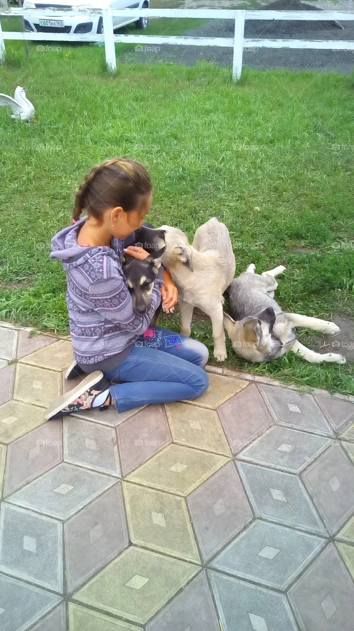 dogs