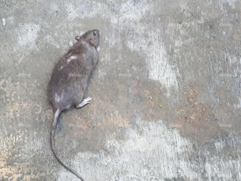 a mouse lay silent on the floor