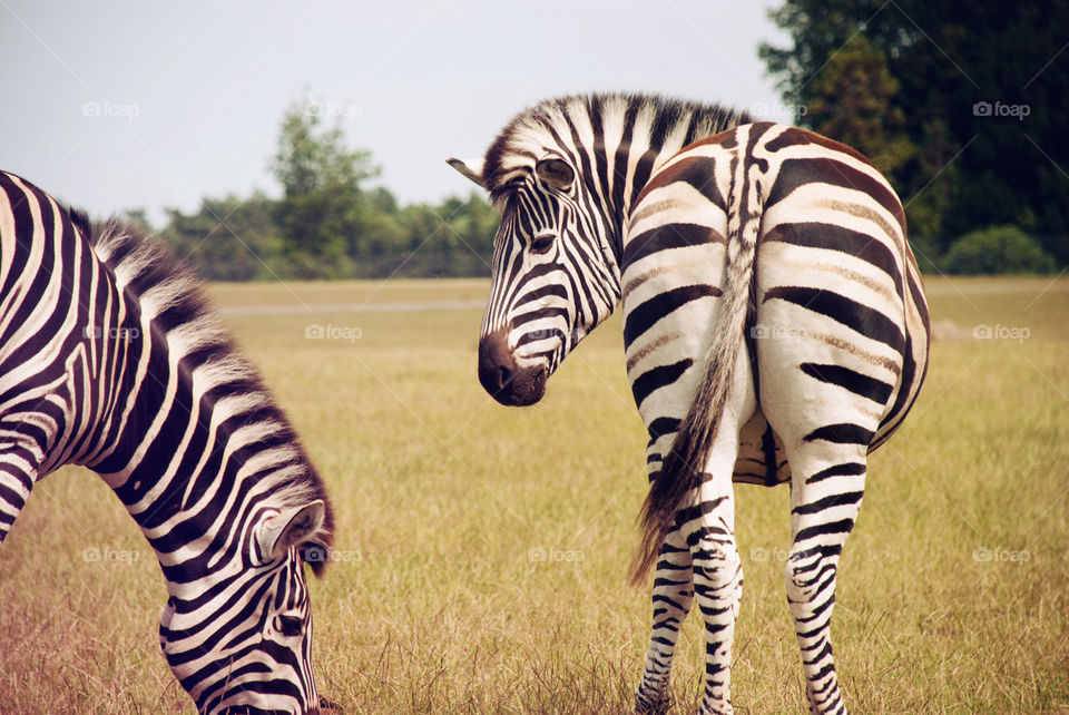 grass animal zoo wild by jbdc