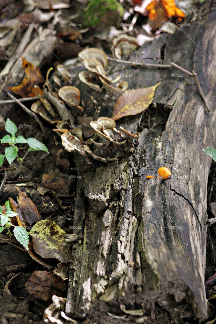 Fungus growing on tree stump
