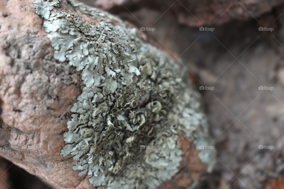 rock fungus
