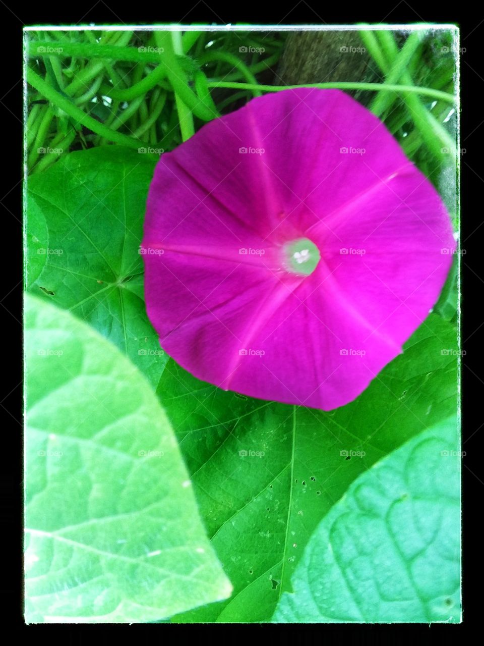Intensely colored 'Scarlett O'Hara' Morning Glory