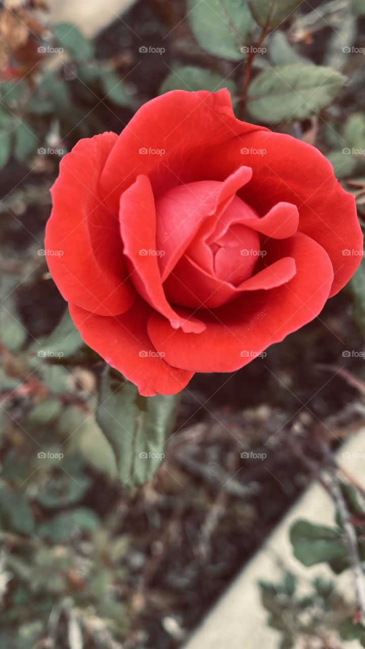 Late Winter Early Early Spring Fresh Knock Out Rose Bud Partly Opened.  