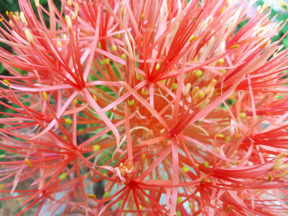 Close up of powder puff lilly flower