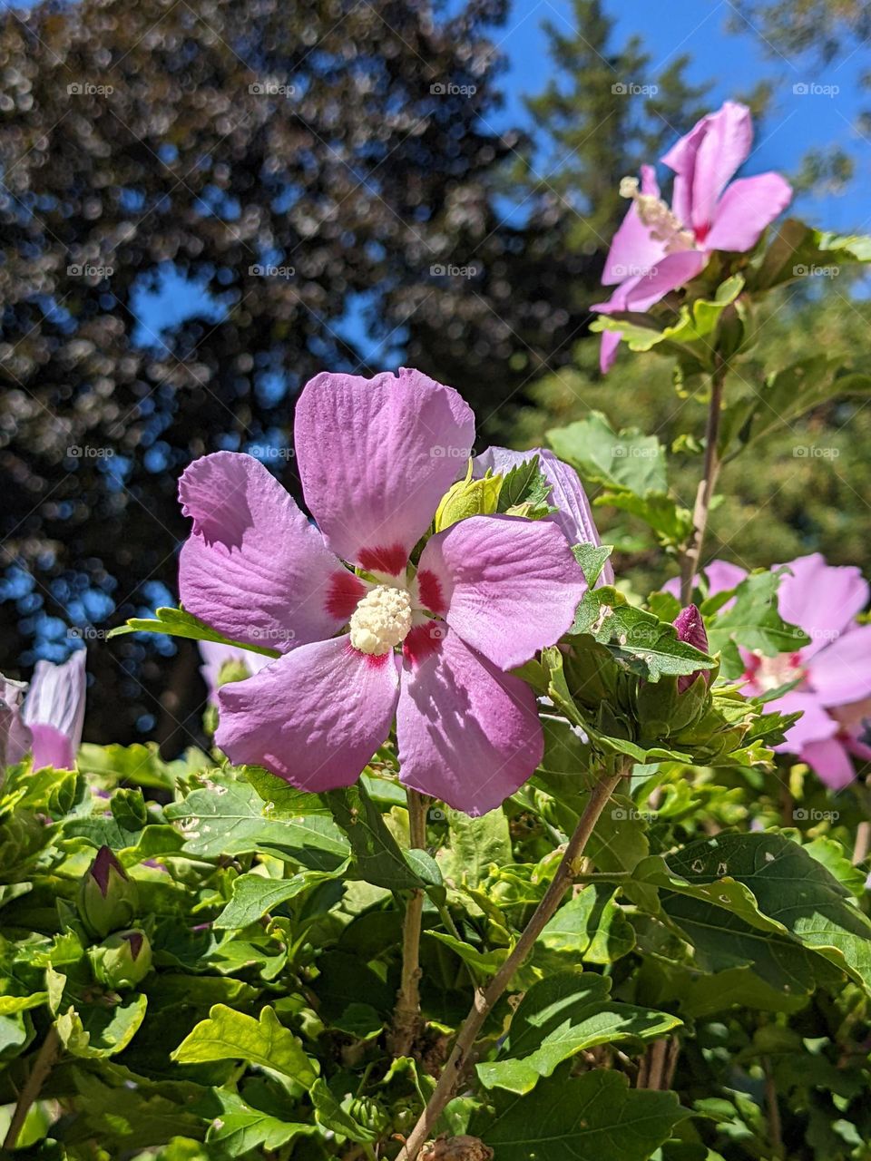 Sommer pink flowers