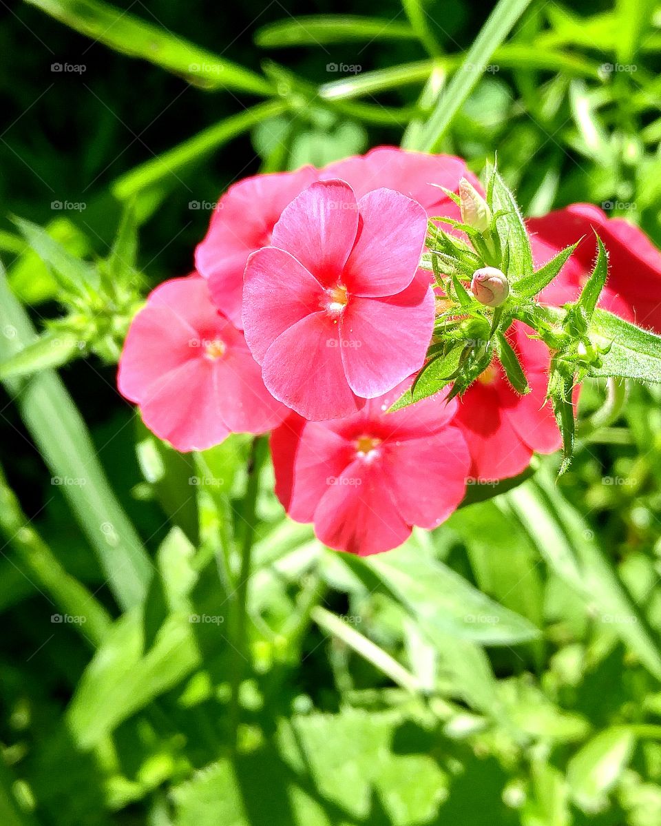 bright pink flowers