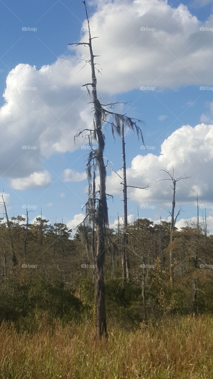 swamp tree