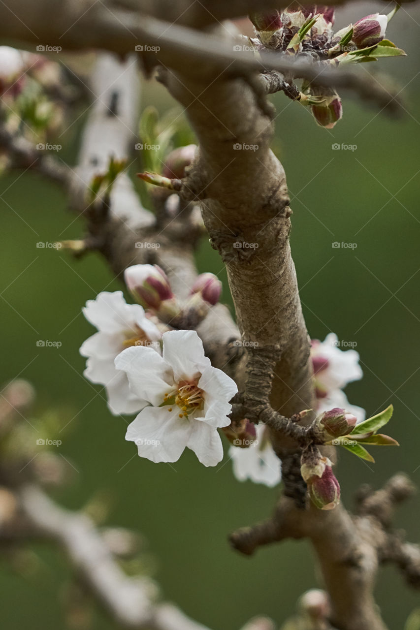Flowers on almond tree