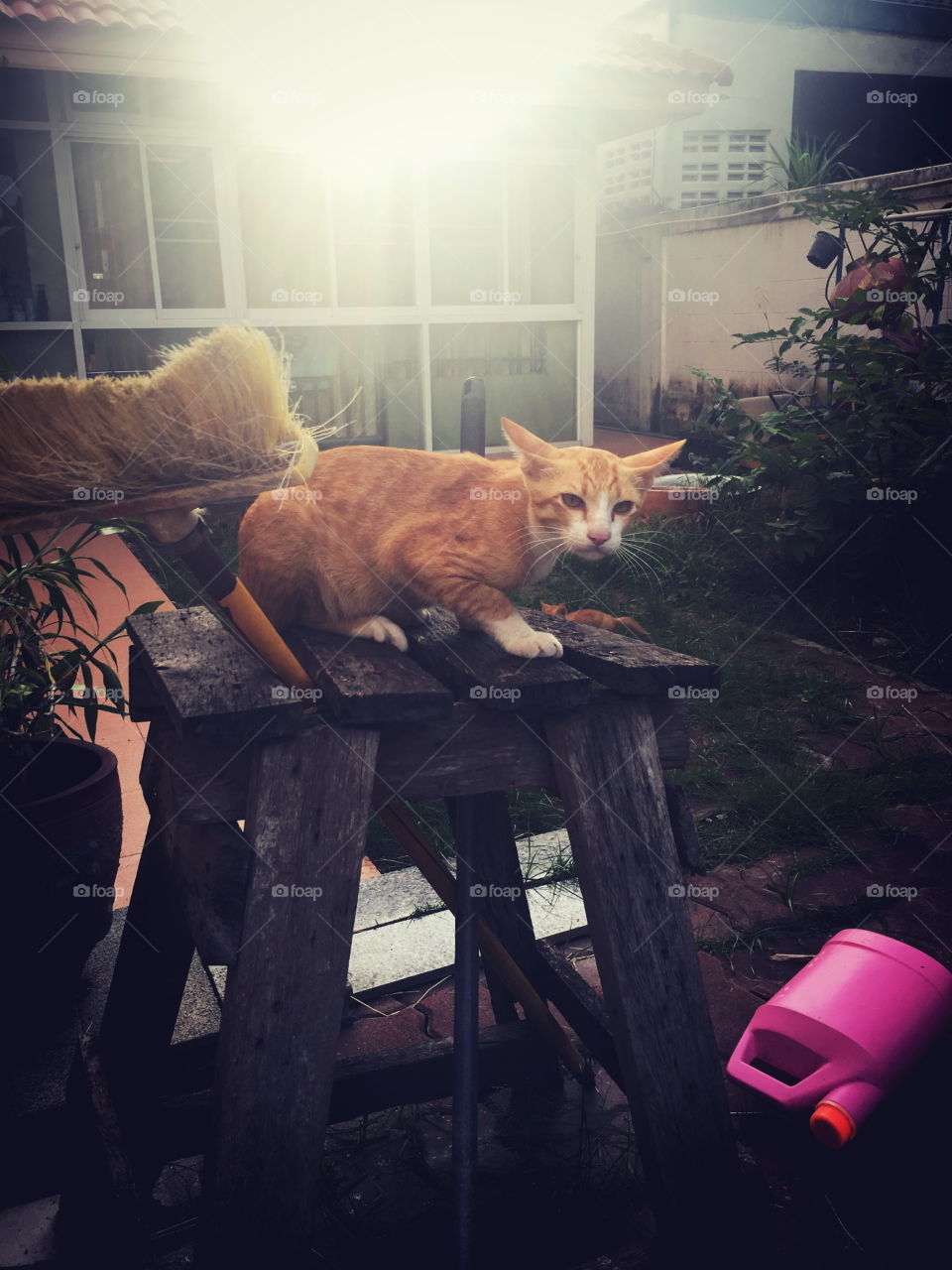 Cats know when you’re calling them — they just don’t care.