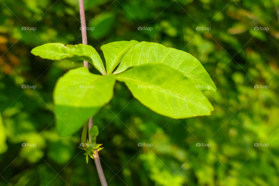 Beautiful leaf closeup photography