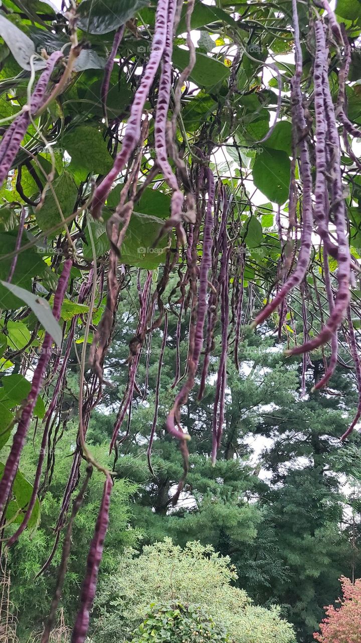 Purple Long Beans