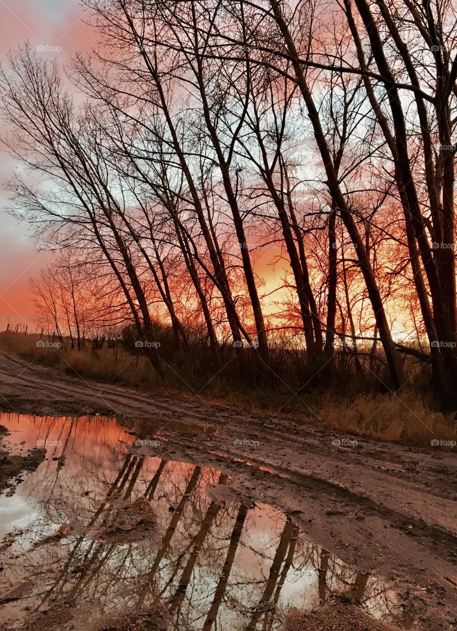 Beautiful trees in the sunset 