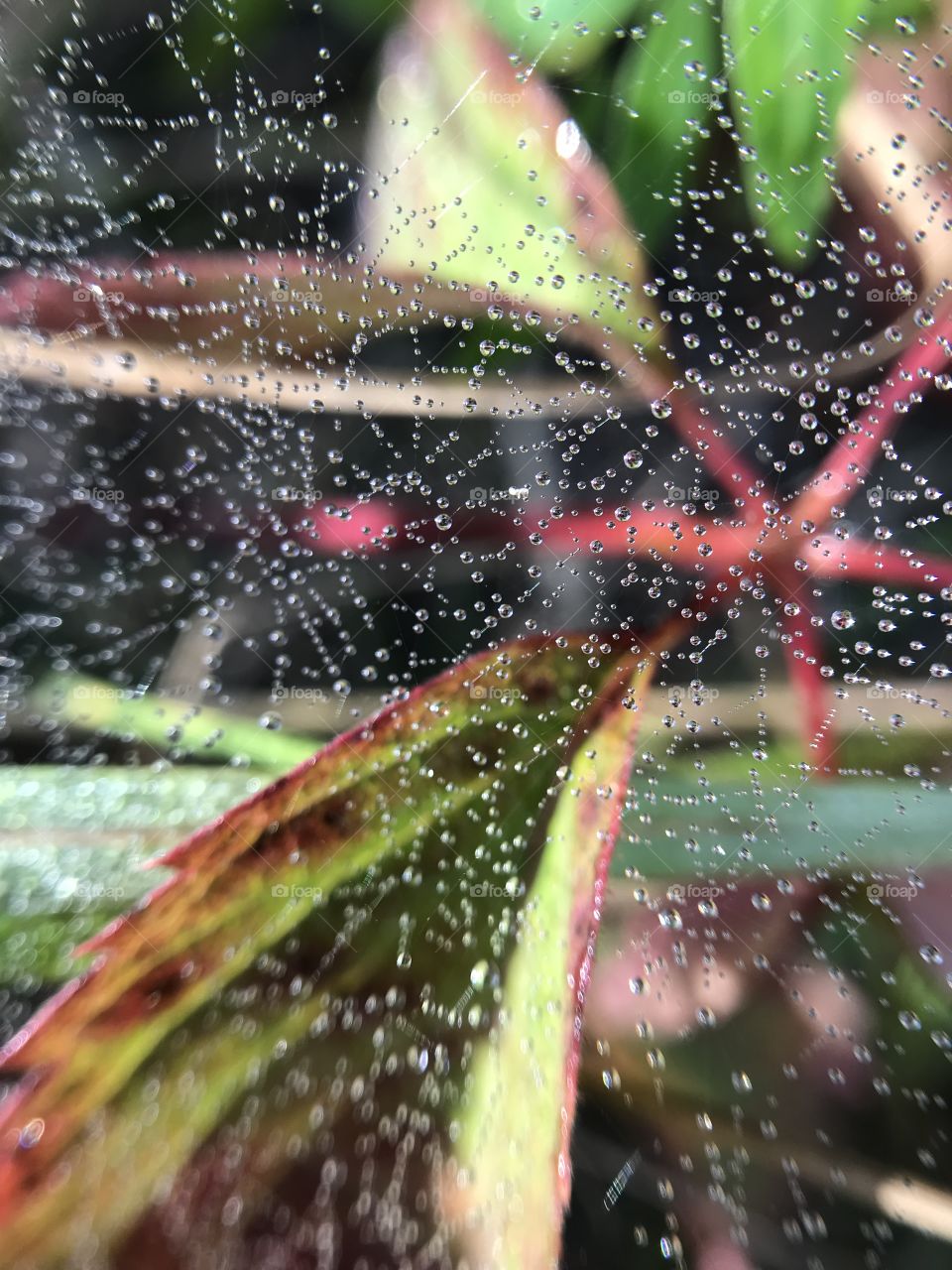 Autumn reflection in drops