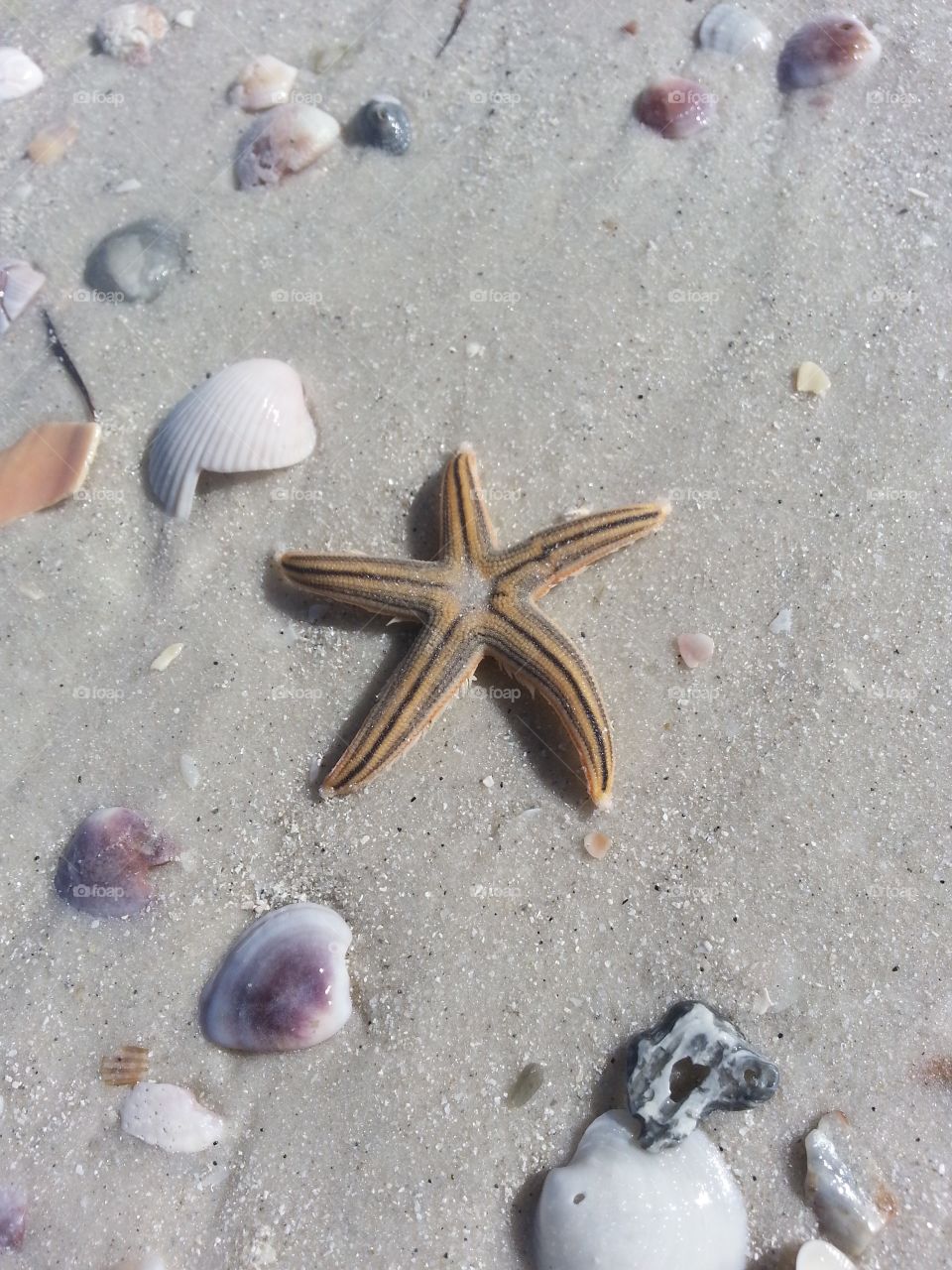 Sea Star on a Sunny Florida Beach - Starfish with Seashells in the Beautiful Sand - Relaxing Beach Vacation Travel Destination 