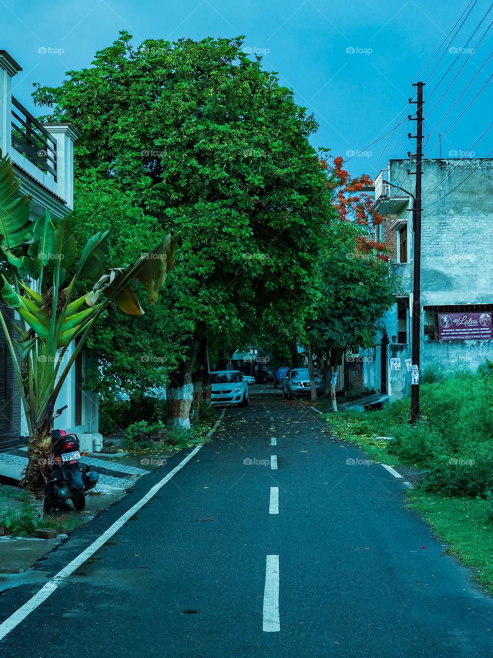 Trees in the city with beautiful rainy day