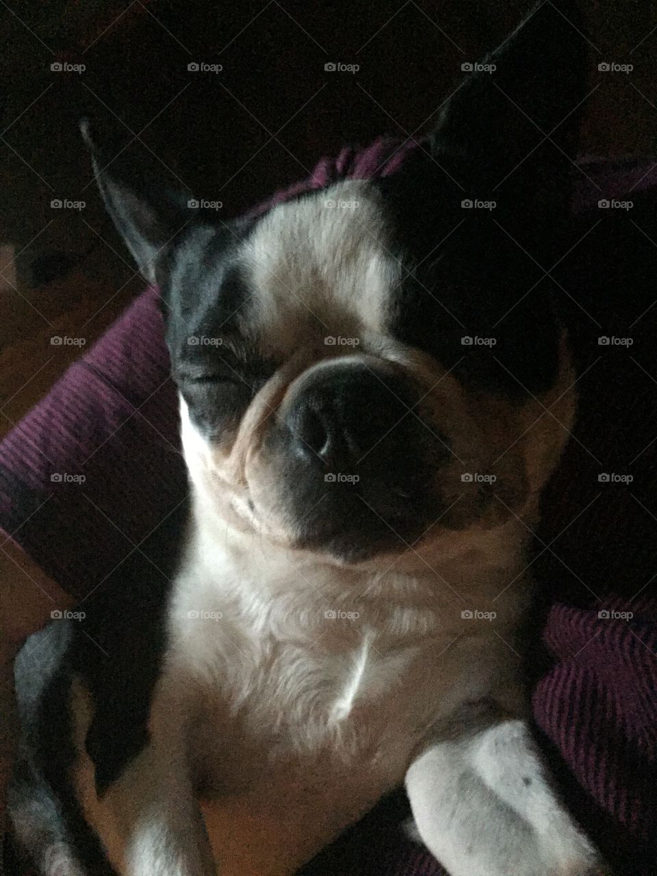 Mama Boston Terrier is happiest sleeping on her treasured human’s lap!