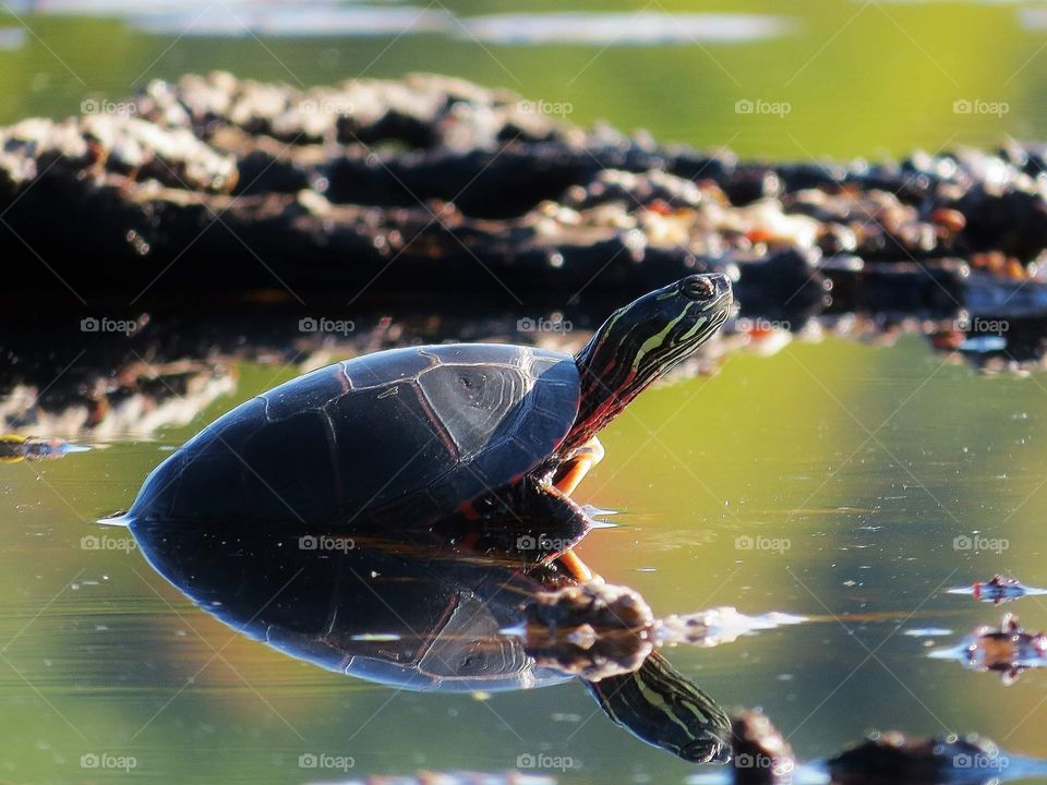 Sunbathing Painted Turtle in back bay caught on camera while on my kayak, as per usual