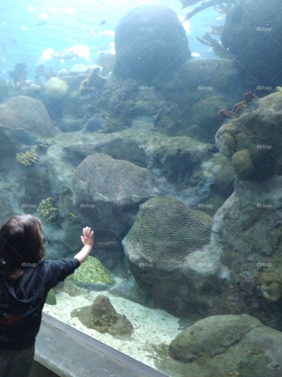 Aquatic adventures.  My son did see fish, though the picture does not depict that. 