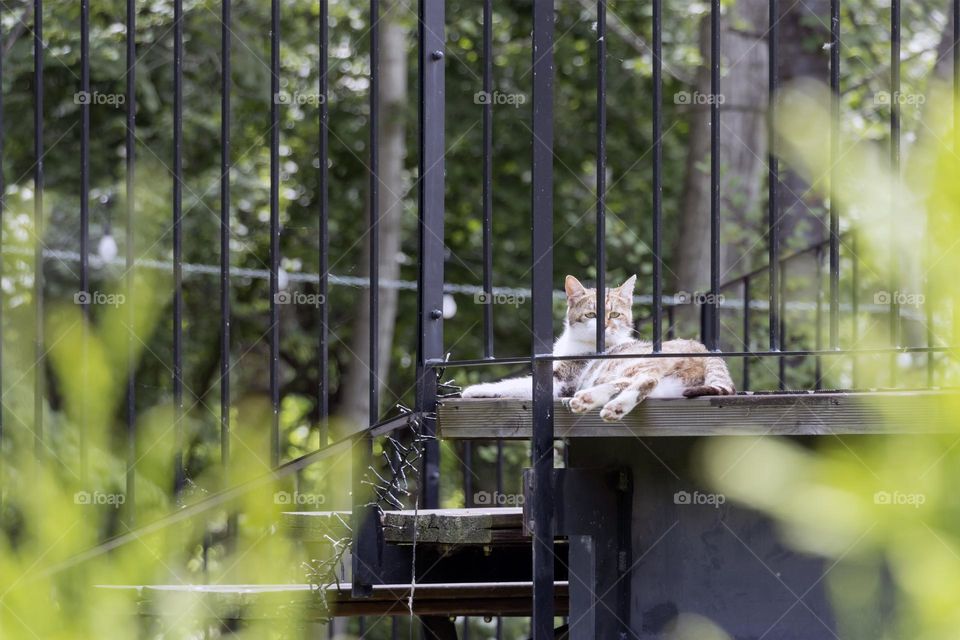 Cute cat resting in the sun