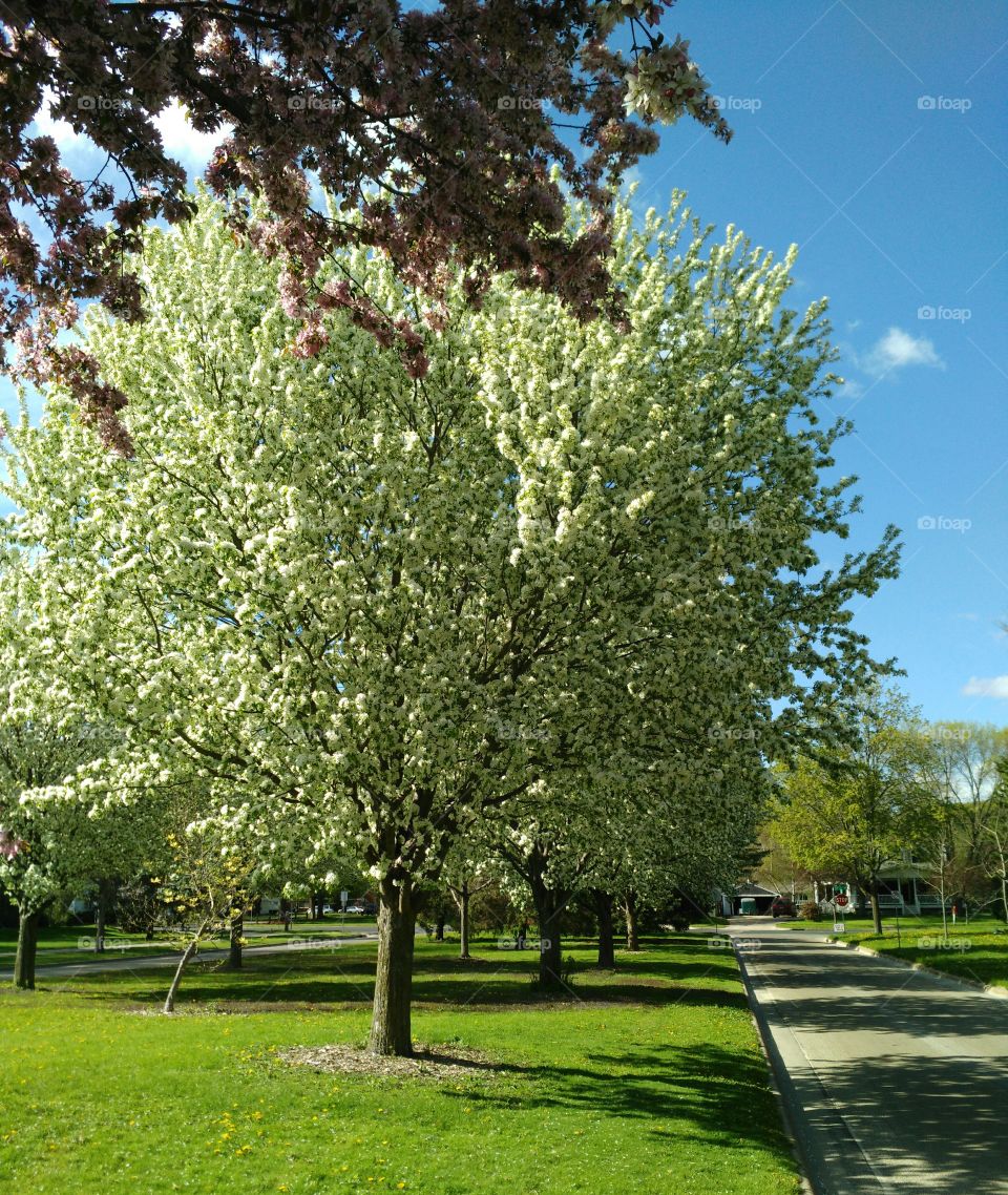 Spring in bloom, Rochester, MN