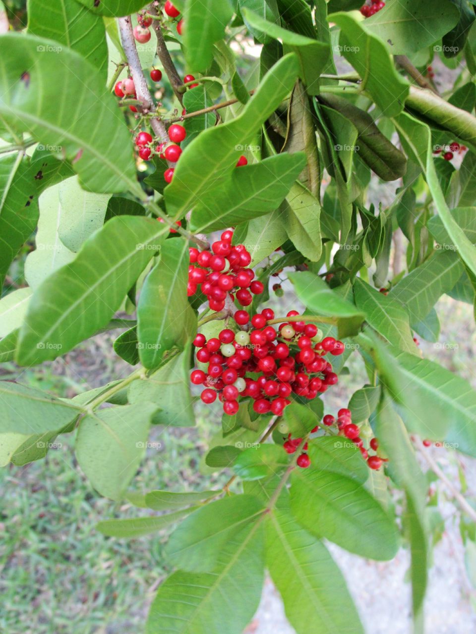 Brazilian Pepper tree berries