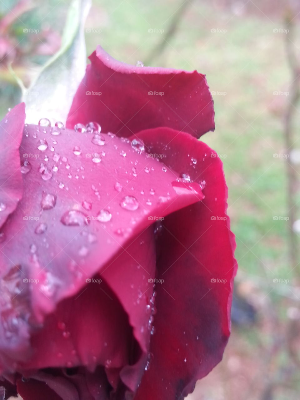 Romantic rose with rain, early spring signs 