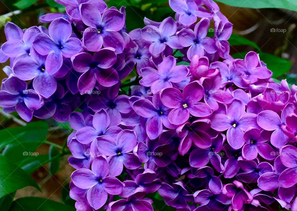 Lilacs 