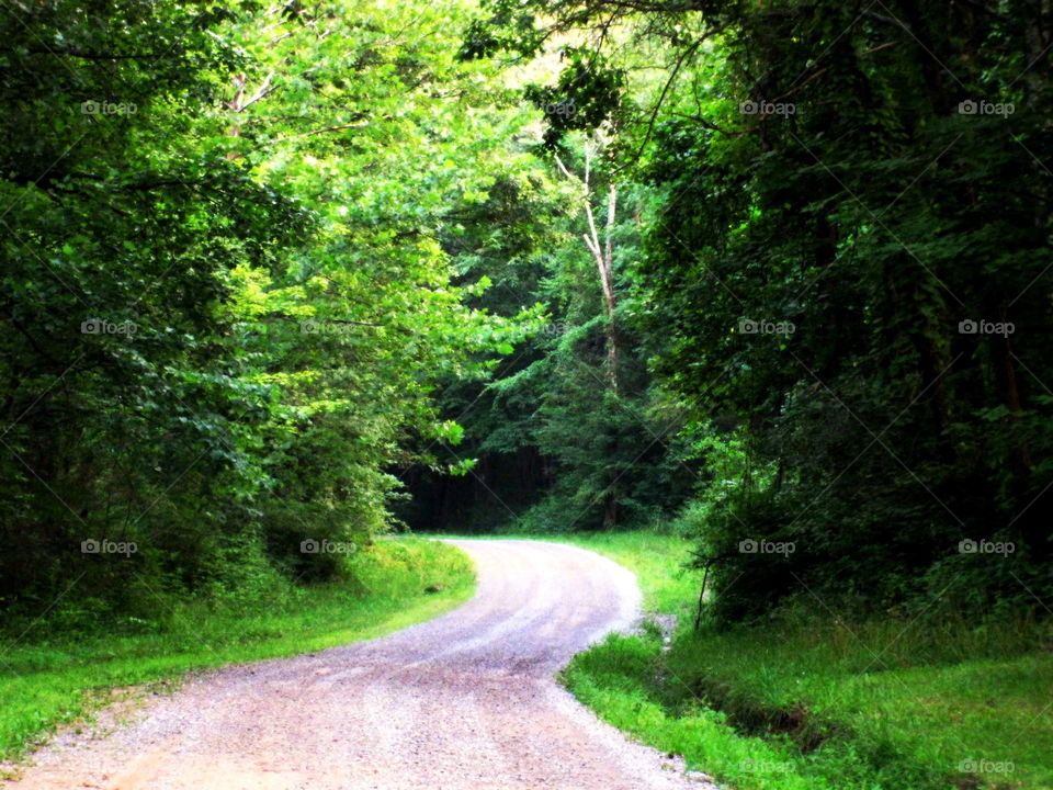This is a picture of a gravel road going through a wooded area of trees out in the country of Ohio.