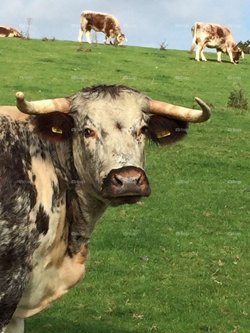 Longhorn cow 