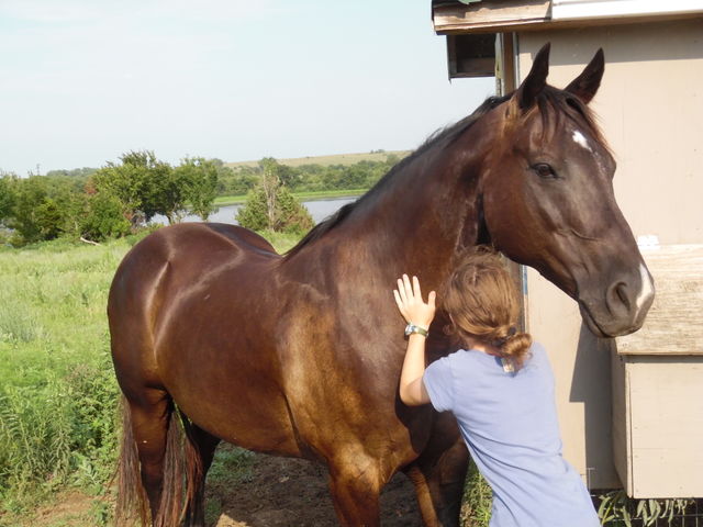 horse