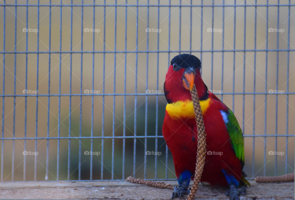 bird parrot  cage
