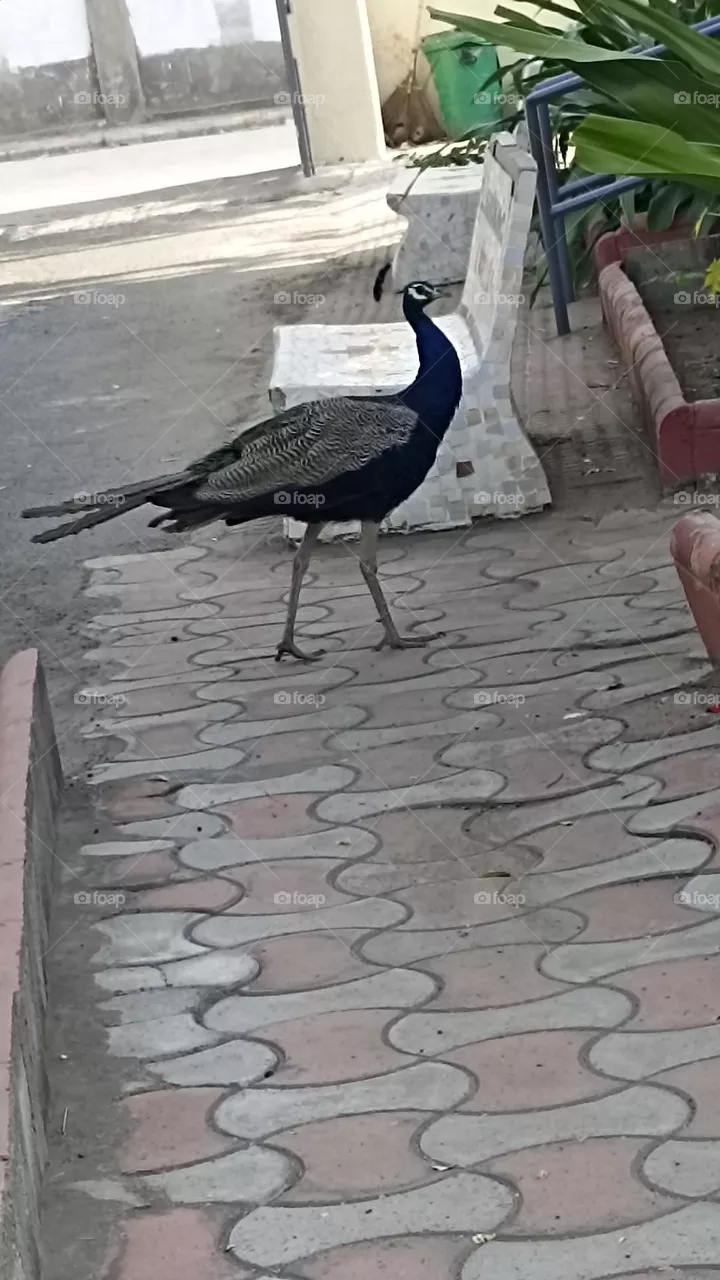 Peahen