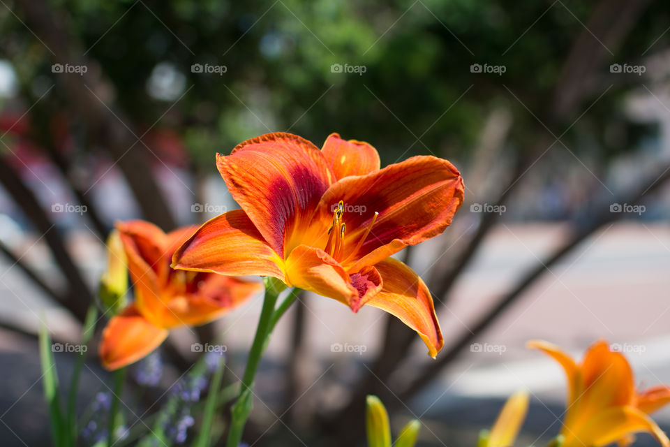 Close-up of orange flowers