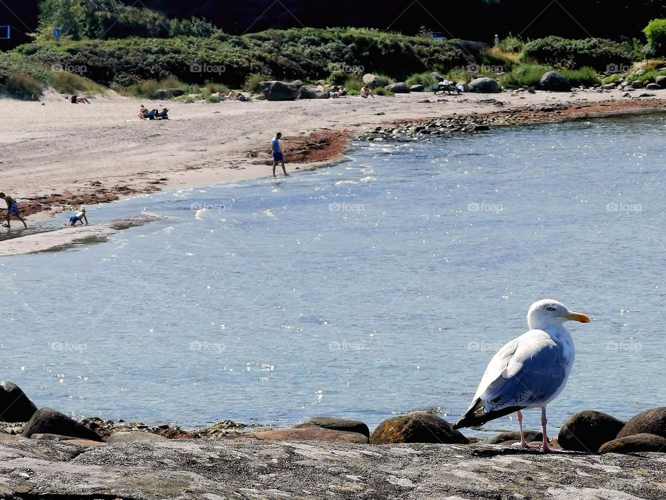 Seagull and the beach