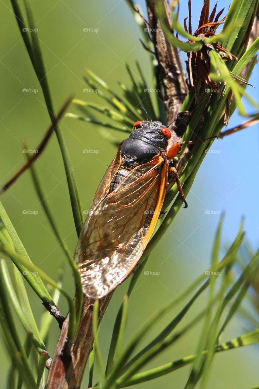 Cicada eyes