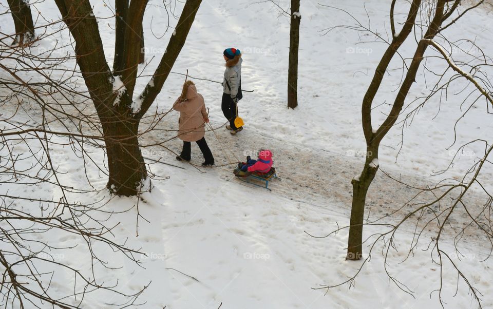 Winter, Snow, Tree, Wood, Cold