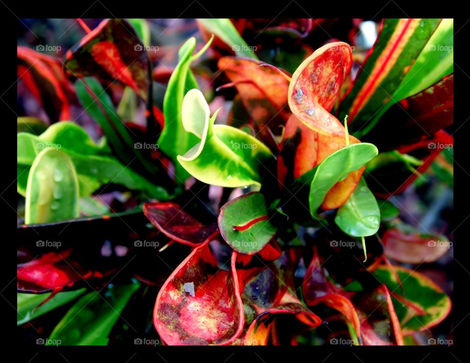 Random plant in Melbourne, Florida. Not sure of the type of plant. Nice and colorful, an attractive subject.