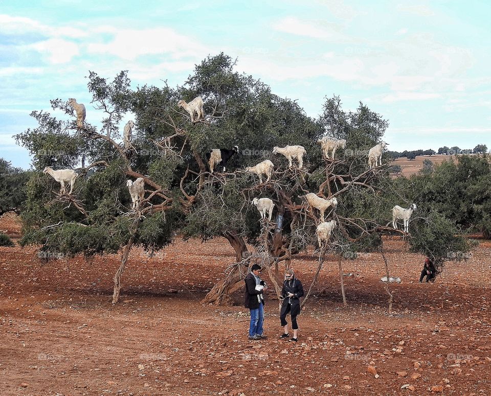 Goat tree