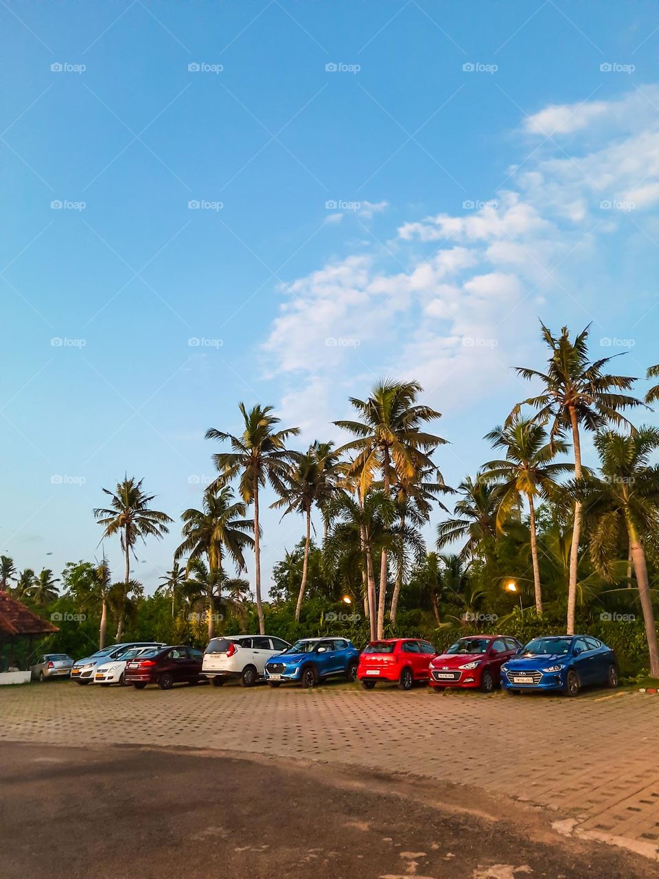 Cars parked under the trees