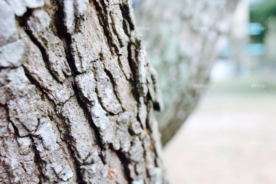 Tree bark 