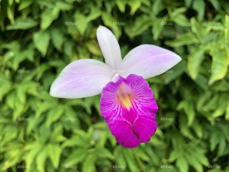 Only one petal purple in a flower petal 